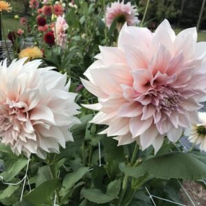 Cafe au Lait Dahlia Tuber