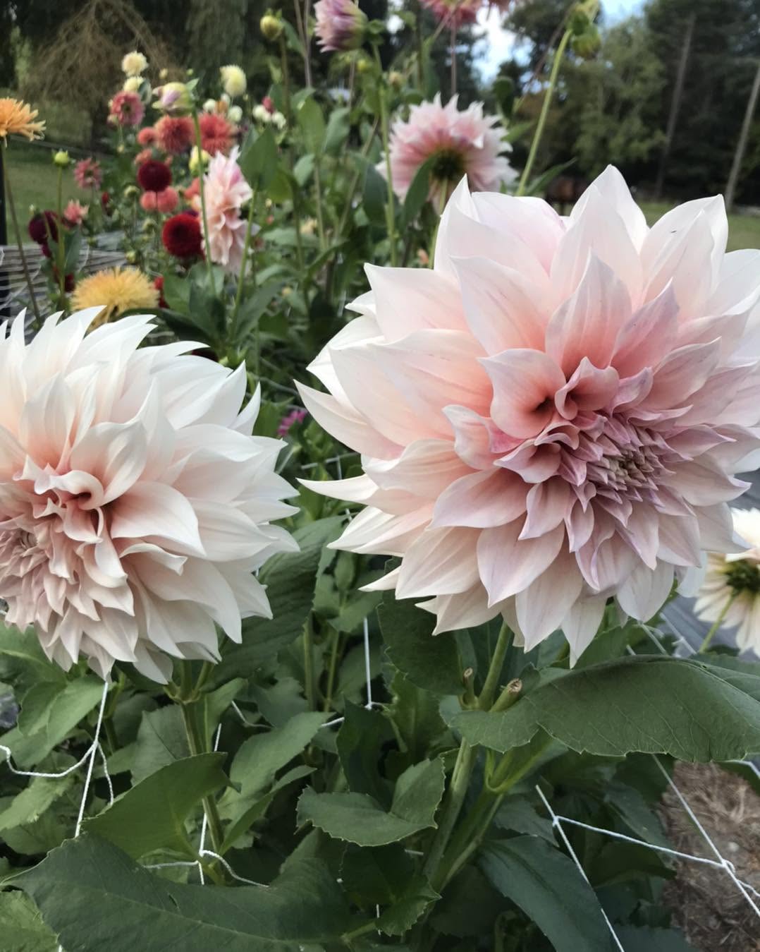 Cafe au Lait Dahlia Tuber