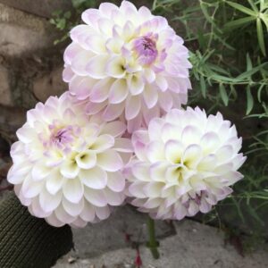 Eveline Dahlia Tuber
