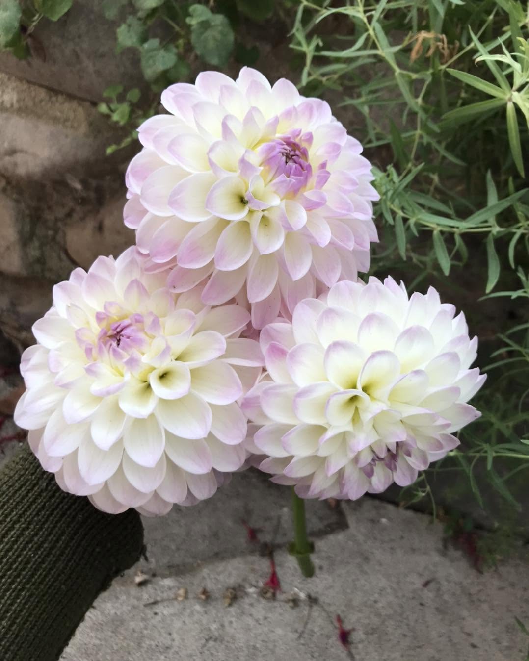 Eveline Dahlia Tuber