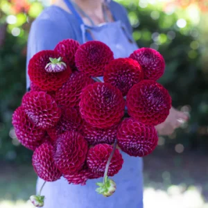 Ivanetti Dahlia Tuber