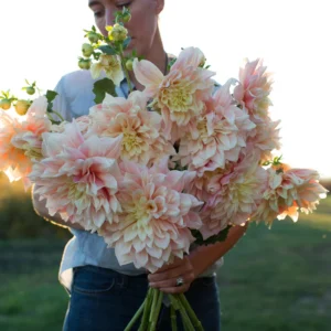 Breakout Dahlia Tuber