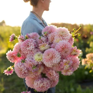 Coralie Dahlia Tuber