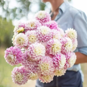 Fluffles Dahlia Tuber