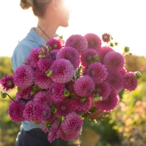 Mary's Jomanda Dahlia Tuber