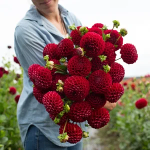 Cornel Dahlia Tuber