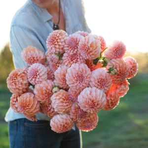 Peaches 'n' Cream Dahlia Tuber