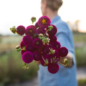 Rococo Dahlia Tuber