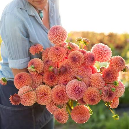 Snoho Jojo Dahlia Tuber