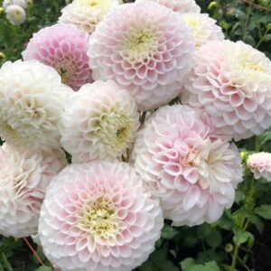Pink Pearl Dahlia Tuber