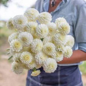 White Aster Dahlia Tuber