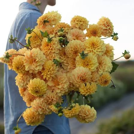 Golden Sceptre Dahlia Tuber