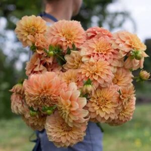 Bracken Palomino Dahlia Tuber