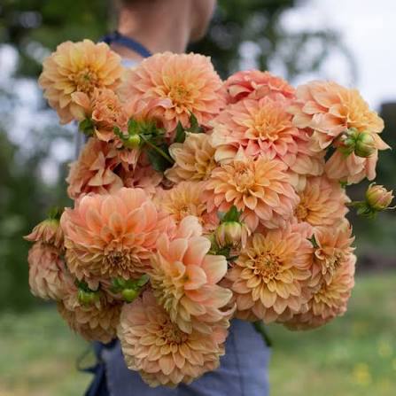 Bracken Palomino Dahlia Tuber