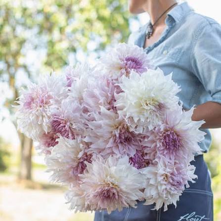 Shiloh Noel Dahlia Tuber