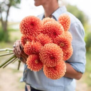 Jowey Linda Dahlia Tuber