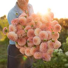 Linda's Baby Dahlia Tuber