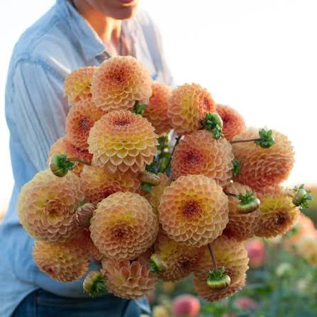 Blyton Softer Gleam Dahlia Tuber