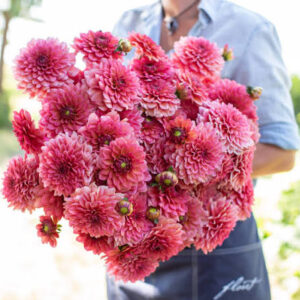 Salmon Runner Dahlia Tuber