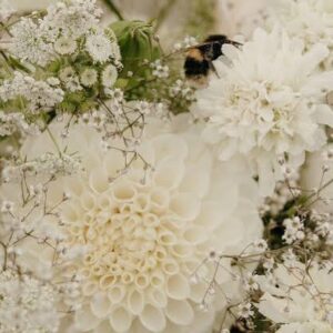Ryecroft Jan Dahlia Tuber