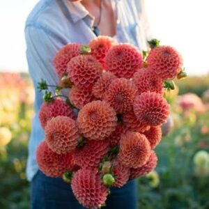 Jomanda Dahlia Tuber