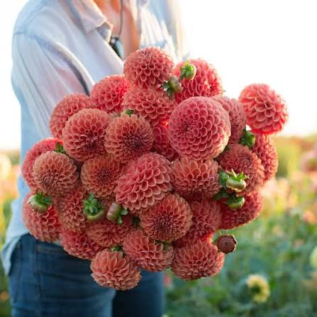 Cornel Bronze Dahlia Tuber