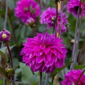 Cornwall Island Dahlia Tuber