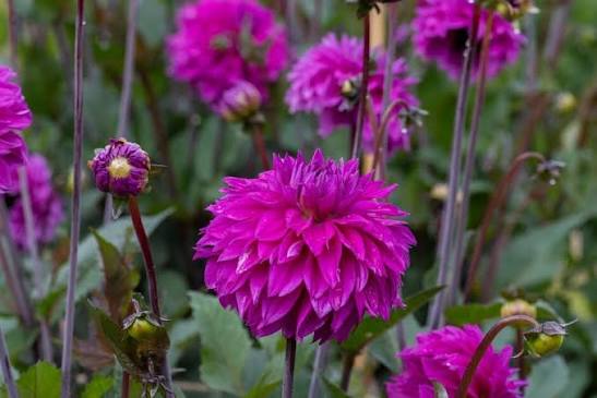 Cornwall Island Dahlia Tuber