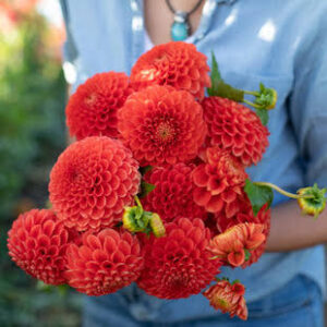 Boom Boom Red Dahlia Tuber