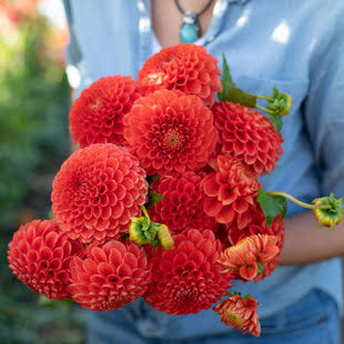 Boom Boom Red Dahlia Tuber