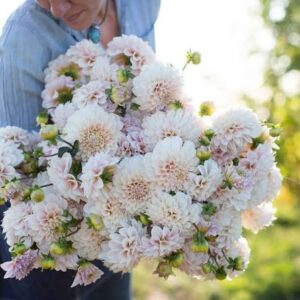 Sweet Nathalie Dahlia Tuber